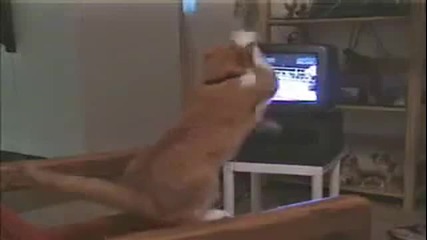 Реакцията на една котка когато гледа бокс ?!