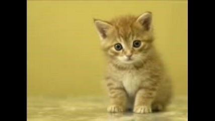Cats..