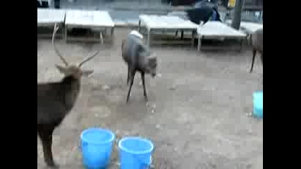 Smart Crow Vs Stupid Deer 