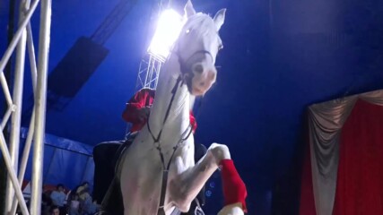 Цирк ''Арена'' в Бургас 2020. Свилен Кехайов с танцуващия жребец Зепер