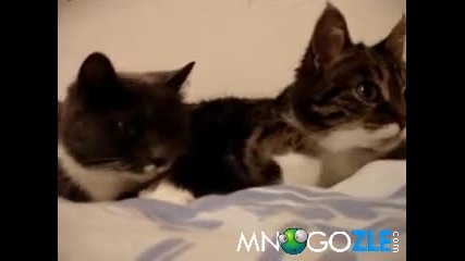 Говорещи си котки