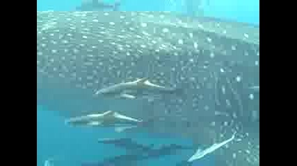 Whale Sharks in Grayton Beach