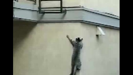 Котка се катери по стена