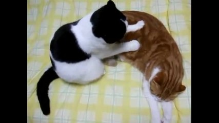 Много сладки котки