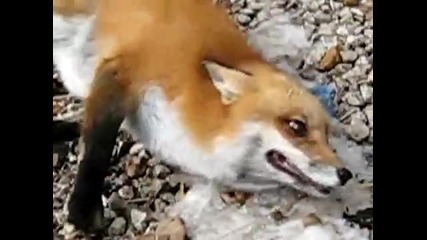 Забавна Лисица ~ Актриса ! Chuckles the Red Fox