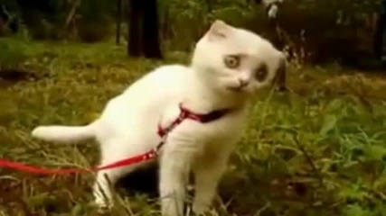Wtf kitty!