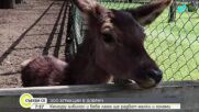 Бейби бум в зооцентъра в Добрич: Рядко кенгуру албинос е сред новите попълнения