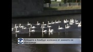 Лебедите от Хамбург излязоха от зимното си обиталище