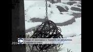 Пандата в зоопарка на Торонто се зарадва на снега