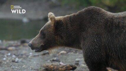 Какво прави Камчатка перфектния дом за кафявите мечки