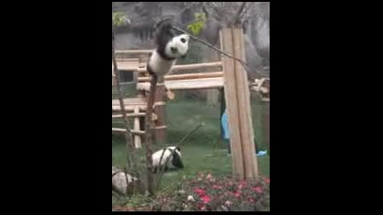 Пандата неможе да слезне от дървото Любителски 
