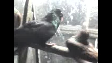 Mov00001 