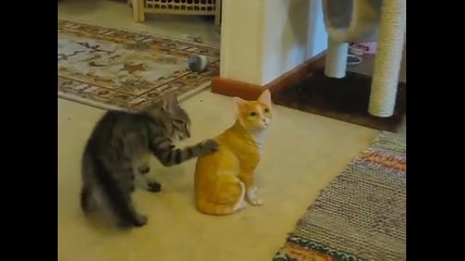 Какво може да вбеси една котка