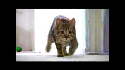 The Mean Kitty Song
