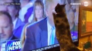 Котки се стряскат от Доналд Тръмп