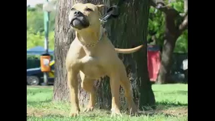 Pit Bull Fight