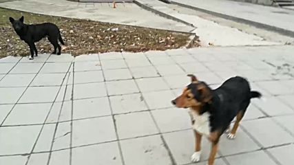 Бездомни кучета в България