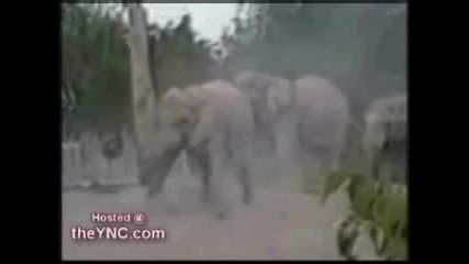 Слон В Паника