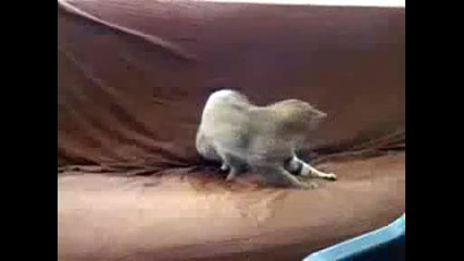 Mean Kitty Vs Himself
