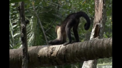 Белоглави Капуцини - Едни От Най - Интелигентните Маймуни