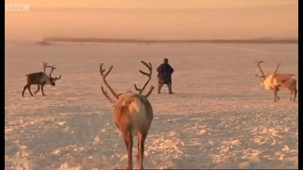 Urine - drinking reindeer! - Tribe - Bbc 