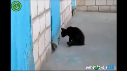 Коте помага на куче да избяга