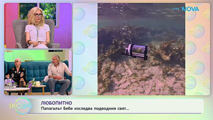 Папагалът Бебо изследва подводния свят | На кафе | 9 апр. 2026