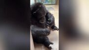 Шимпанзе се научи да вдява конец в игла