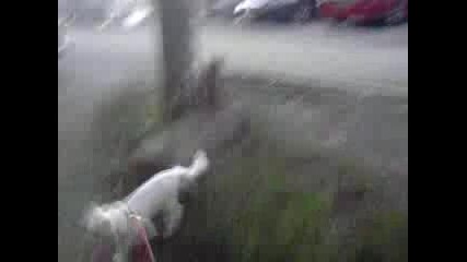 Котка на каишка