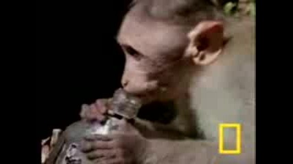 Маймуни пияници