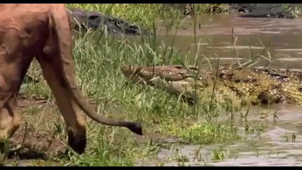 Лъв плаши Крокодил!