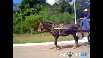 Виждали ли сте каруца с музика ? 