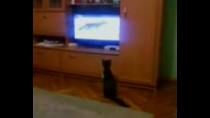 Котка И Телевизор-голям Смях