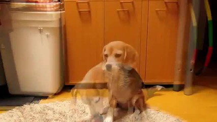 Сладко куче хваща топка