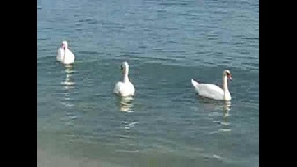 Лебеди На Варненския Плаж