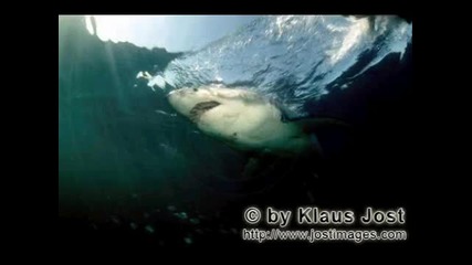 Бeли акули 