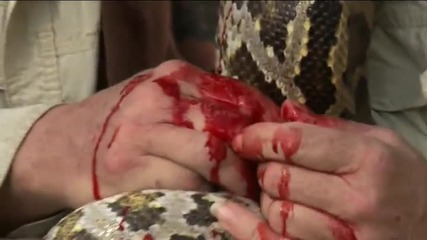 Ловец на змии се бори със захапката на питон!