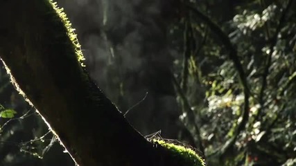 Amazing Freeride Forest