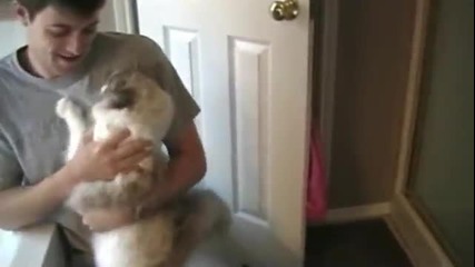 Най - забавните,сладките и страшните видеота с Котки!