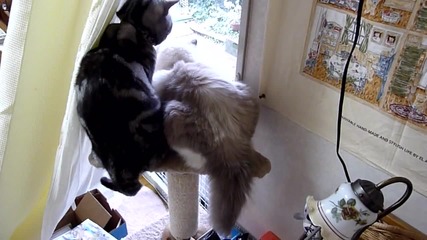 Много красиви котки