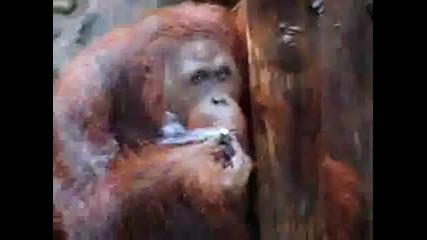 Орангутан пафка!