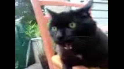 Котка демон (смях)