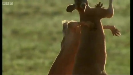 Roo wrestling - Big Red Roos - Bbc