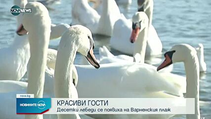 Варненският бряг побеля от лебеди