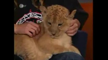 Tokio Hotel Twins Lion Special J.b.kerner