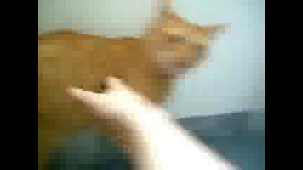 Палаво Коте ;}