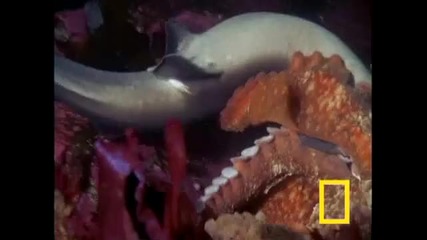 Nat Geo - Shark vs Octopus 
