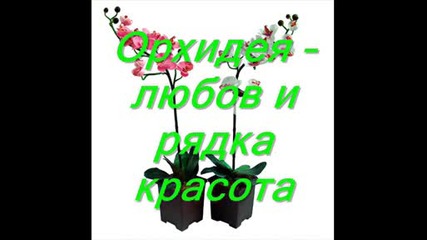 Значението на цветята