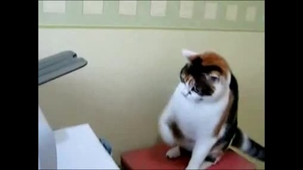 Котка срещу Принтер 
