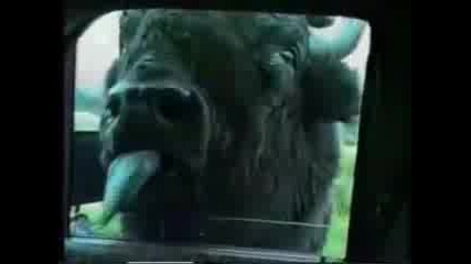 Funny Animals and people